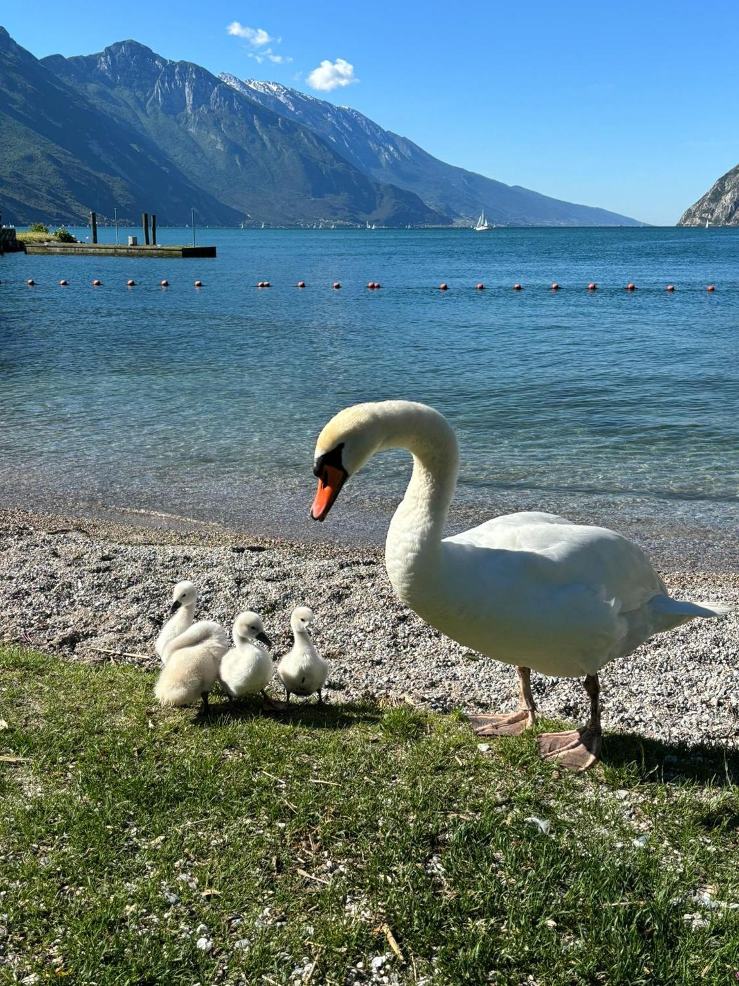 Garden & Pool Perugini Torbole Sul Garda Exterior foto